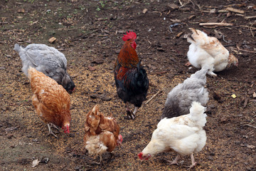 hens in a backyard