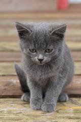 portrait of a cute kitten