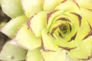 Macro photography of the Artichoke of cats. Its scientific name is Sempervivum tectorum. Focus stacking technique has been used to increase focus on the entire image.