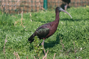 Ibis falcinelle