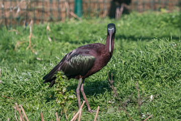 Ibis falcinelle