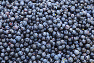 ripe blueberries
