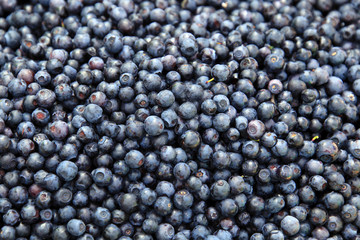ripe blueberries