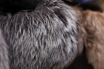 fur texture