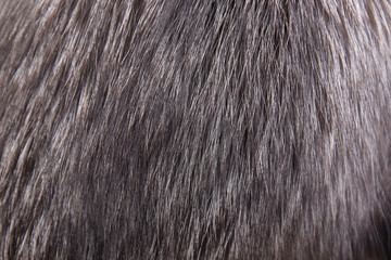 fur texture