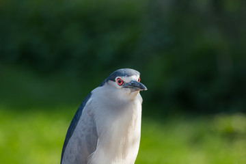 H&eacute;ron bihoreau