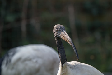 Obraz premium Ibis sacré