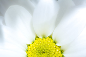 White chrysanthemum flower with yellow core close-up macro background texture. Yellow core of a white chrysanthemum flower in the sun close up macro. Soft view.
