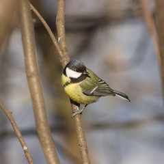 Fototapeta premium Great tit, Parus Major, close-up portrait on branch with bokeh background, selective focus, shallow DOF