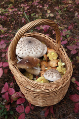 Mushrooms in a basket