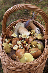 Mushrooms in a basket
