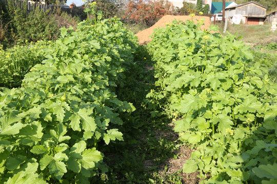 Green Manure In The Garden In The Garden