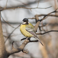 Great tit, Parus Major, close-up portrait on branch with bokeh background, selective focus, shallow DOF