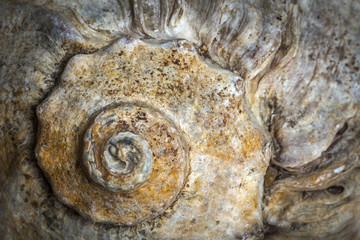 Large beige seashell close-up as background.
