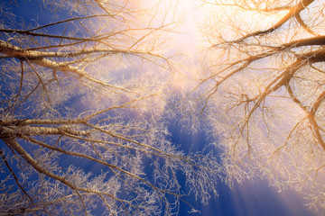 the sun's rays through the branches of trees covered with hoarfrost