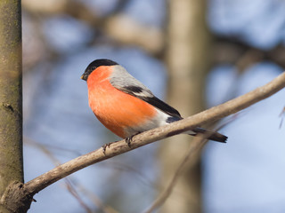 Red-colored Male of Eurasian Bullfinch, Pyrrhula pyrrhula, close-up portrait on branch with bokeh background, selective focus, shallow DOF