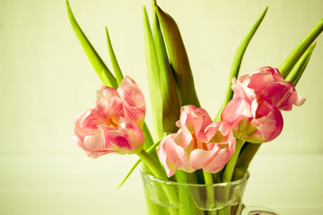 Fresh pink tulip flowers bouquet in a glass jar on white background