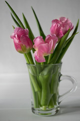 Pink blossom tulips on white background