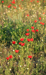 Poppy flowers field, close-up early in the morning