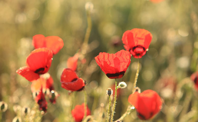 Fototapeta premium Poppy flowers field, close-up early in the morning