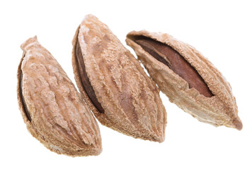 almond nut in shell
