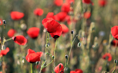 Obraz premium Poppy flowers field, close-up early in the morning