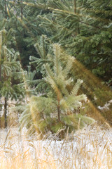 Fototapeta na wymiar winter pine forest
