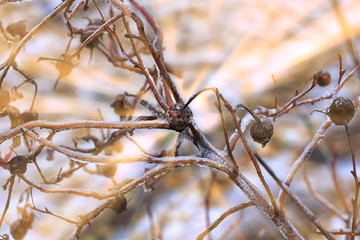 dry branches of wild rose in the frost and sun