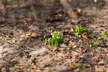 Snowdrop (Galanthus) flowers makes the way through fallen leaves. Natural spring background. Moscow, Russia.