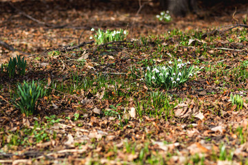 Snowdrop (Galanthus) flowers makes the way through fallen leaves. Natural spring background. Moscow, Russia.