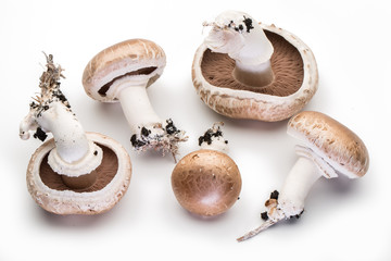 Champignon mushrooms on the white background.