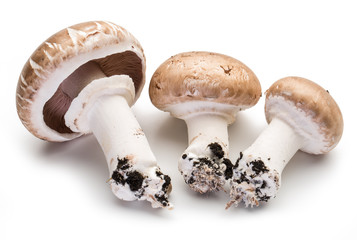 Champignon mushrooms on the white background.