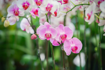 beautiful orchid