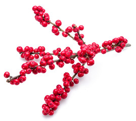 European Holly (Ilex) leaves and fruit on a white background.