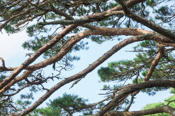 Pine tree in Japan garden