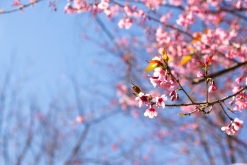 prunus cerasoides close up
