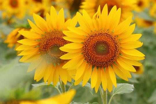 Big, beautiful sunflowers in the sunflower field