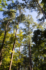 forest tree with sun light
