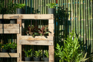 bamboo green   and plants