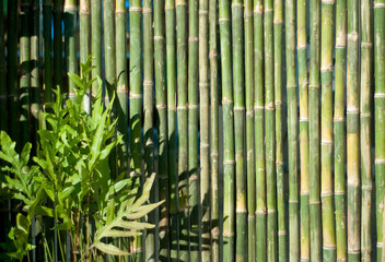 bamboo green   and plants