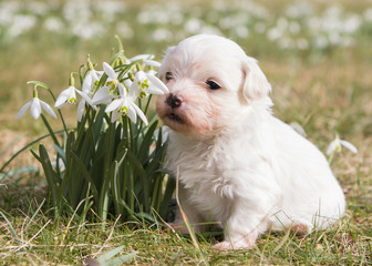 havanese puppy dog on meadow in garden