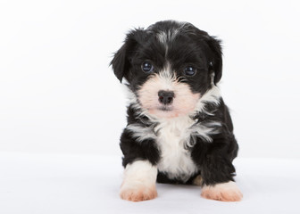 Havanese puppy dog on white background