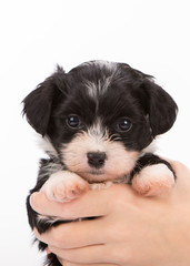 Havanese puppy dog on white background