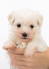 Havanese puppy dog on white background