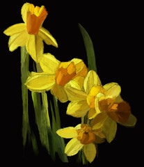Naklejka na ściany i meble Yellow daffodils