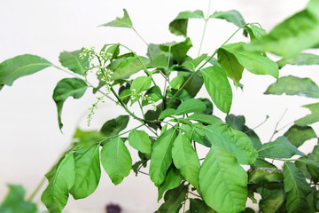 Clausena Heptaphylla (Murraya siamensis Craib.) ,Thailand herbs use for cough, sore throat, alcohol withdrawal, cigarette smoking.