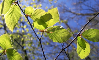 Survival in the woods