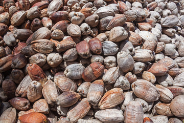 Background of dry coconut shells piled under the sun