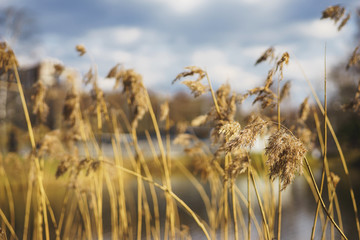 Dry brown reeds near the pond. Soft focus and beautiful bokeh.