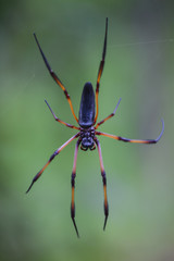 Red-legged golden orb-web spider (Nephila inaurata) hangs on web waiting for the prey